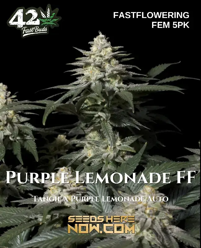 Purple Lemonade FF feminized cannabis seeds by Fast Buds, featuring vibrant purple hues and citrus aroma
