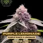 Purple Lemonade S1 (Feminized) - Elite Clone Seed Company