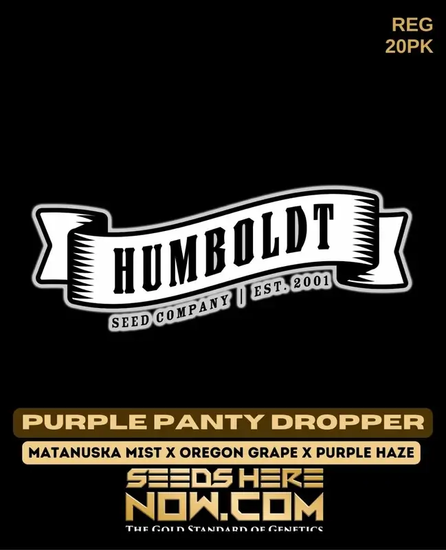 Purple Panty Dropper cannabis seeds by Humboldt Seed Company, featuring deep purple and green buds