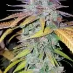 Purple Papaya Fruit (Regular) - Green Fire Genetics