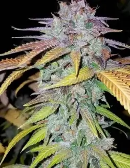 Image of Purple Papaya Fruit cannabis seeds, a hybrid strain by Green Fire Genetics featuring tropical and floral notes.