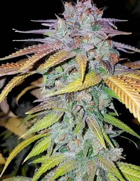 Image of Purple Papaya Fruit cannabis seeds, a hybrid strain by Green Fire Genetics featuring tropical and floral notes.
