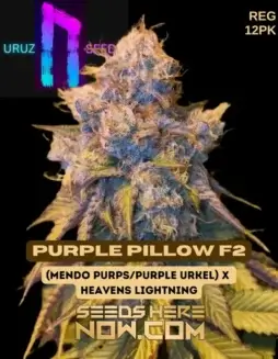 Purple Pillow F2 regular cannabis seeds packaging
