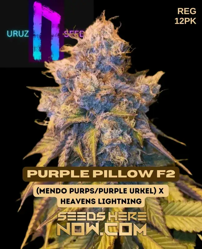 Purple Pillow F2 regular cannabis seeds packaging