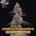 Purple Pineapple (Feminized) - Dr. Blaze