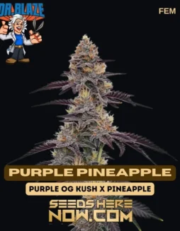 Purple Pineapple Feminized Cannabis Seeds by Dr. Blaze