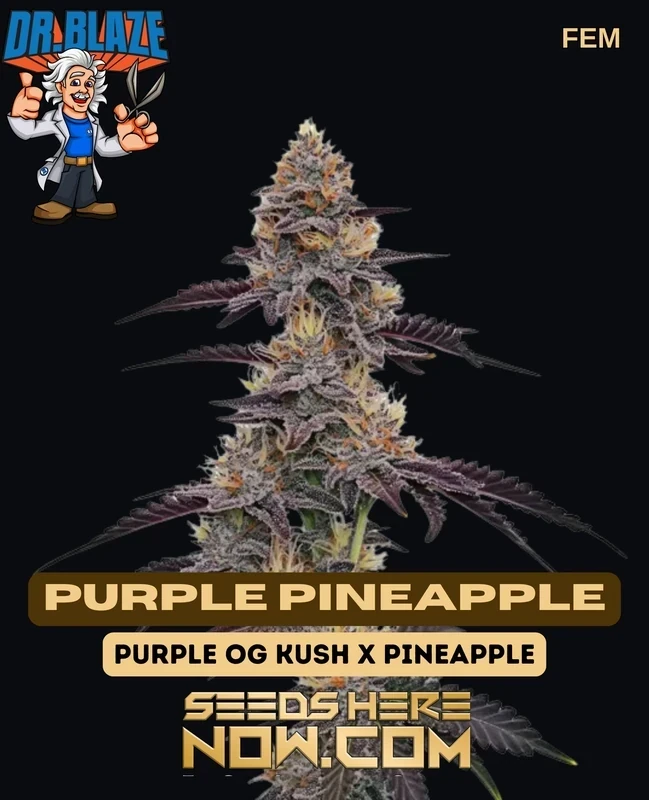 Purple Pineapple Feminized Cannabis Seeds by Dr. Blaze