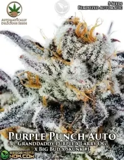 Purple Punch Auto Cannabis Seeds featuring grape, blueberry, and vanilla flavors with a relaxing effect