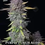 Purple Punch (Autoflower) - Fast Buds