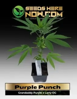 Healthy Purple Punch clone in a 3.5(space)inch soil pot, ready to grow