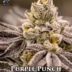 Purple Punch S1 (Feminized) - Dr. Blaze