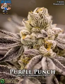 Image of Purple Punch S1 Feminized Seeds pack, a strain by Dr. Blaze featuring grape and vanilla flavors