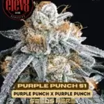 Purple Punch S1 (Feminized) - Elev8 Seeds