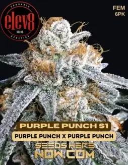 Purple Punch S1 Feminized Seeds featuring grape, blueberry and vanilla aromas