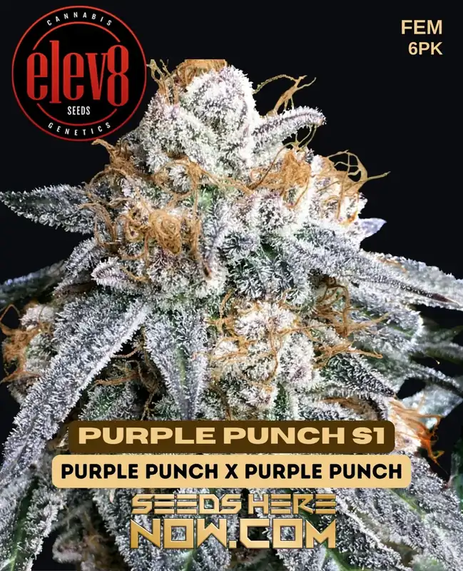 Purple Punch S1 Feminized Seeds featuring grape, blueberry and vanilla aromas