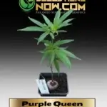 Purple Queen Clones - ACC