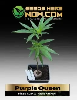 Purple Queen Clones from ACC featuring robust Hindu Kush and Purple Afghani genetics
