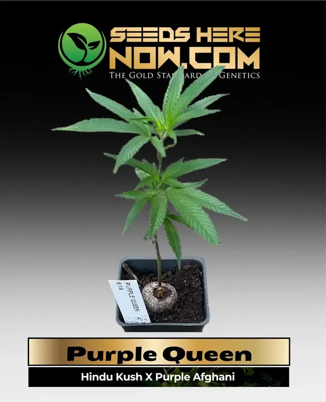 Purple Queen Clones from ACC featuring robust Hindu Kush and Purple Afghani genetics