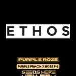 Purple Roze (Regular) - Ethos Genetics
