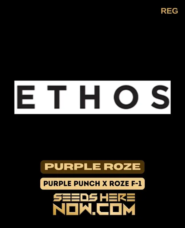 Purple Roze regular cannabis seeds - Grape and floral aroma, 20-25% THC by Ethos Genetics