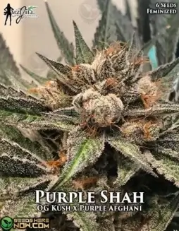 Purple Shah Feminized Seeds (space) Indica(space)dominant strain featuring OG Kush and Purple Afghani