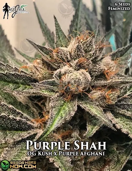 Purple Shah Feminized Seeds - Indica-dominant strain featuring OG Kush and Purple Afghani