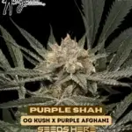 Purple Shah (Feminized) - Mz Jill Genetics