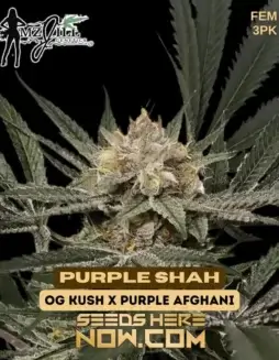 Purple Shah Feminized Seeds (space) Indica Dominant Hybrid featuring OG Kush and Purple Afghani