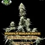Purple Sugar (Autoflower) - Eazy Daze Cultivators