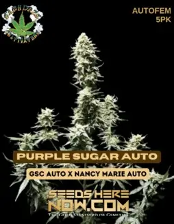 Image of Purple Sugar Auto cannabis seeds, a hybrid autoflower strain by Eazy Daze Cultivators featuring grape and berry flavors
