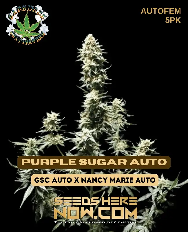 Image of Purple Sugar Auto cannabis seeds, a hybrid autoflower strain by Eazy Daze Cultivators featuring grape and berry flavors