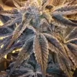 Purple Terps (Regular) - Second Generation Genetics