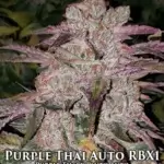 Purple Thai Auto RBX1 (Autoflower) - Ethos Genetics