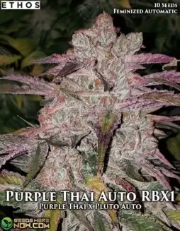 Purple Thai Auto RBX1 cannabis seeds by Ethos Genetics, featuring earthy and sweet aromas with sativa dominance