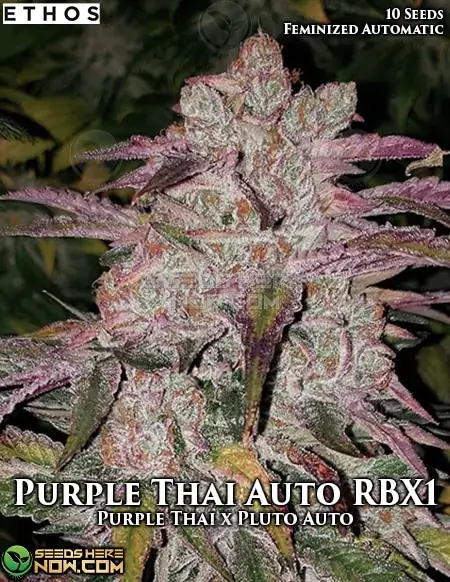 Purple Thai Auto RBX1 cannabis seeds by Ethos Genetics, featuring earthy and sweet aromas with sativa dominance