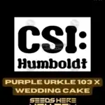 Purple Urkle 103 x Wedding Cake (Feminized) - CSI Humboldt