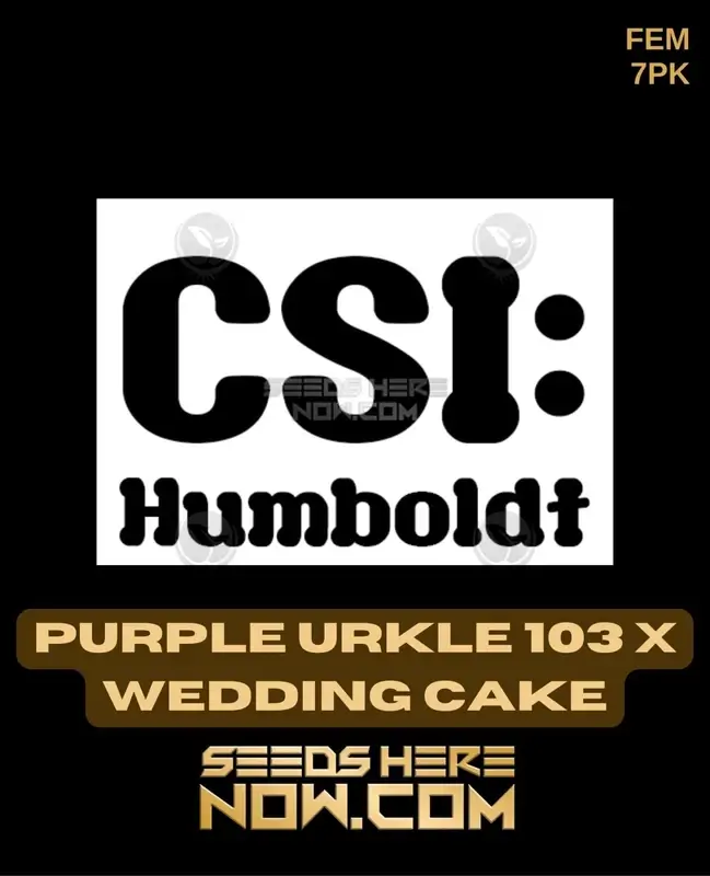 Purple Urkle 103 crossed with Wedding Cake cannabis seeds by CSI Humboldt, featuring grape and vanilla flavors
