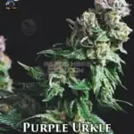Purple Urkle S1 (Feminized) - Dr. Blaze