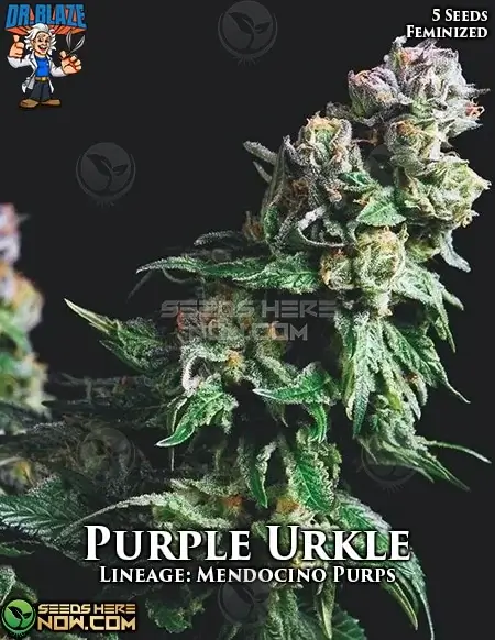Purple Urkle S1 Feminized Seeds - Hybrid strain with grape and berry aromas