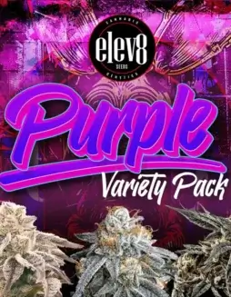 Purple Variety Pack Feminized Seeds, rich in color with fruity, grape, and candy flavors