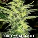 Purple Walker Kush (Regular) - Prana Medical Seeds