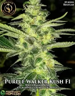 Purple Walker Kush cannabis seeds by Prana Medical Seeds featuring Grandoggy Purps and OG Misty lineage