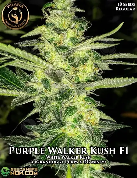 Purple Walker Kush cannabis seeds by Prana Medical Seeds featuring Grandoggy Purps and OG Misty lineage