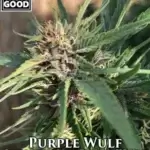 Purple Wulf (Regular) - Weed Should Taste Good