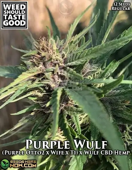 Purple Wulf regular cannabis seeds pack by Weed Should Taste Good showing grape, berry, earthy aroma with THC levels of 15-20%