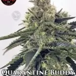 Quarantine Buddy (Feminized) - Elev8 Seeds
