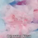 Quattro Kush Multipack - (Regular) - Ethos Genetics