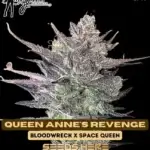 Queen Anne's Revenge (Regular) - Mz Jill Genetics
