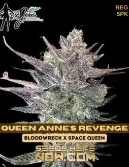 Queen Anne's Revenge cannabis seeds by Mz Jill Genetics featuring BloodWreck and Space Queen lineage