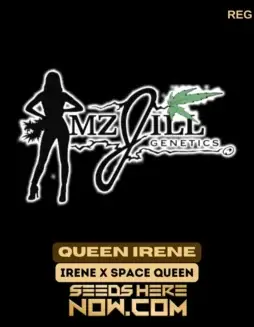 Pack of Queen Irene regular cannabis seeds by Mz Jill Genetics featuring 25% THC